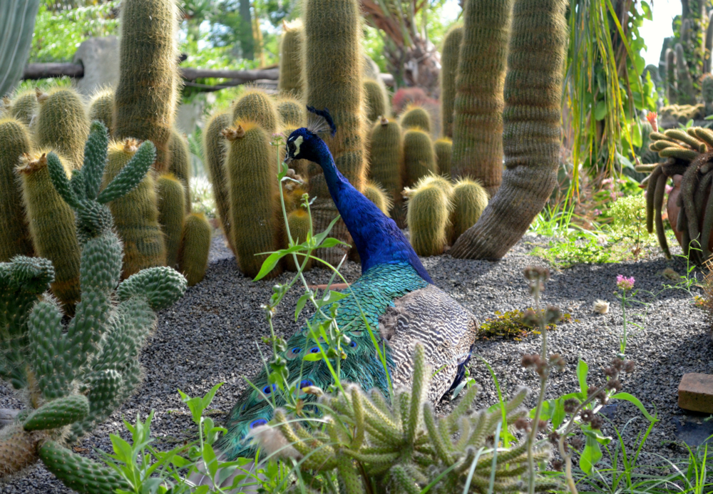 Vestkysten med Forio og La Mortella botaniske hage