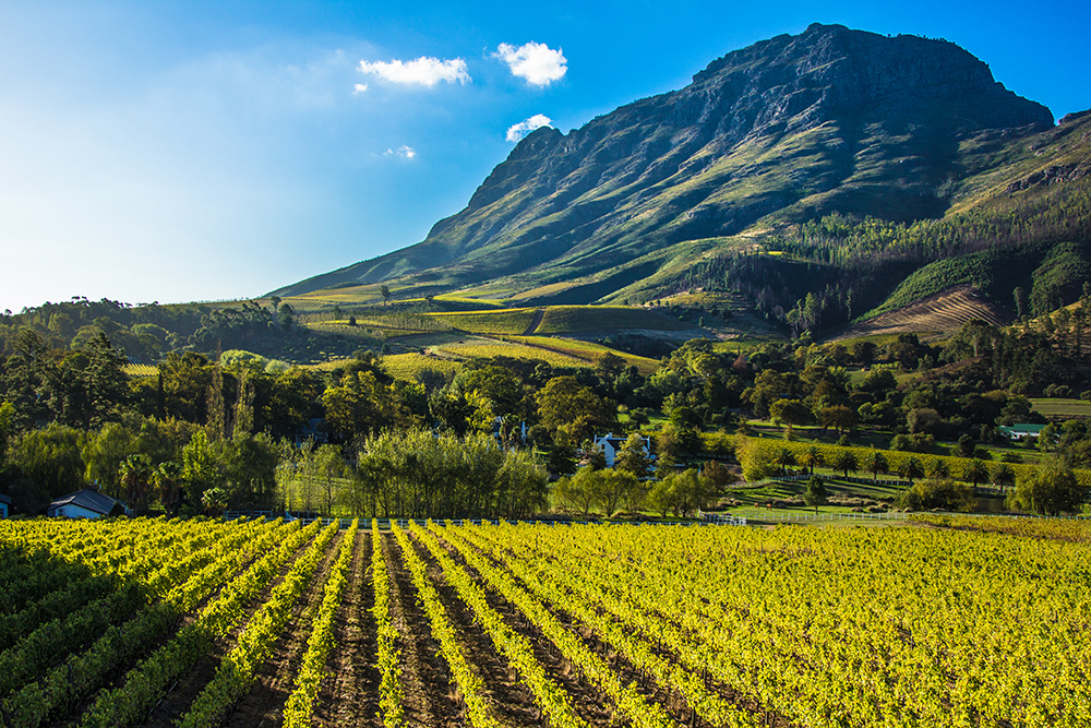 Stellenbosch, Paarl og Franschhoek	